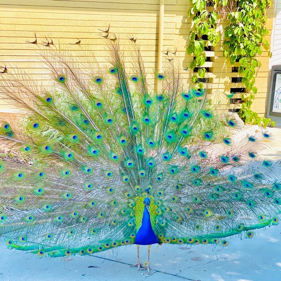 Meet your Posher, Lisa - Picture 1 of 1